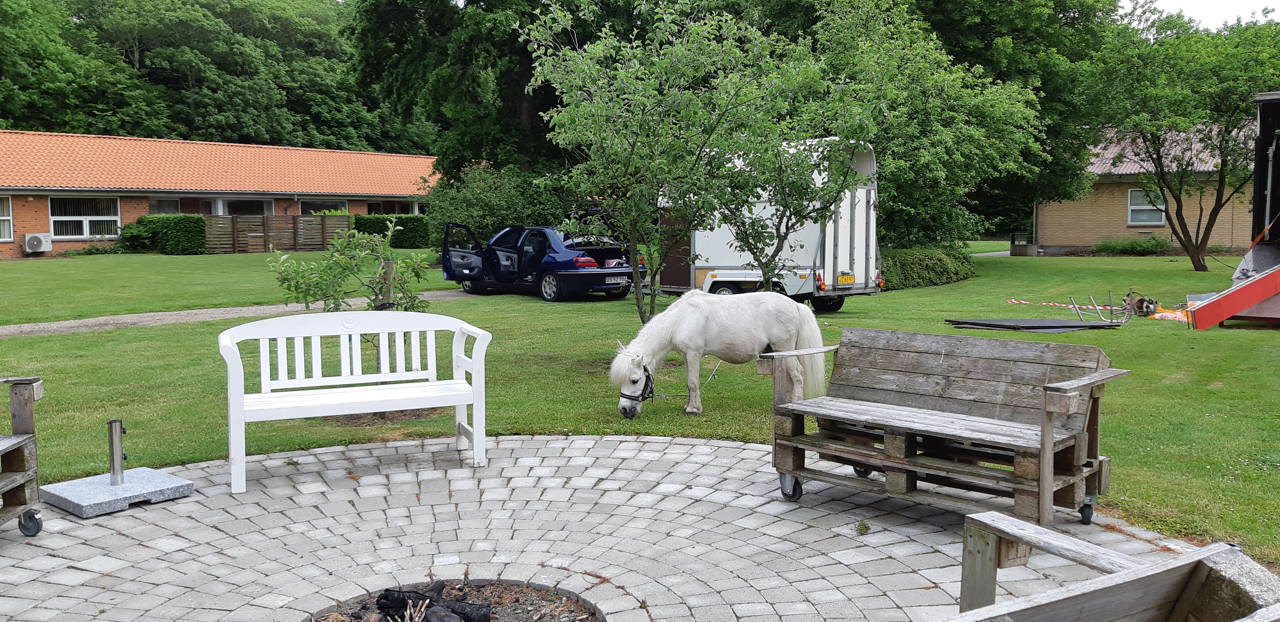 Hvid lille pony som tilhører cirkus græsser på græsplænen.