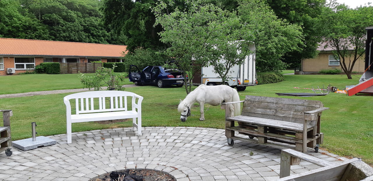 Hvid lille pony som tilhører cirkus græsser på græsplænen.