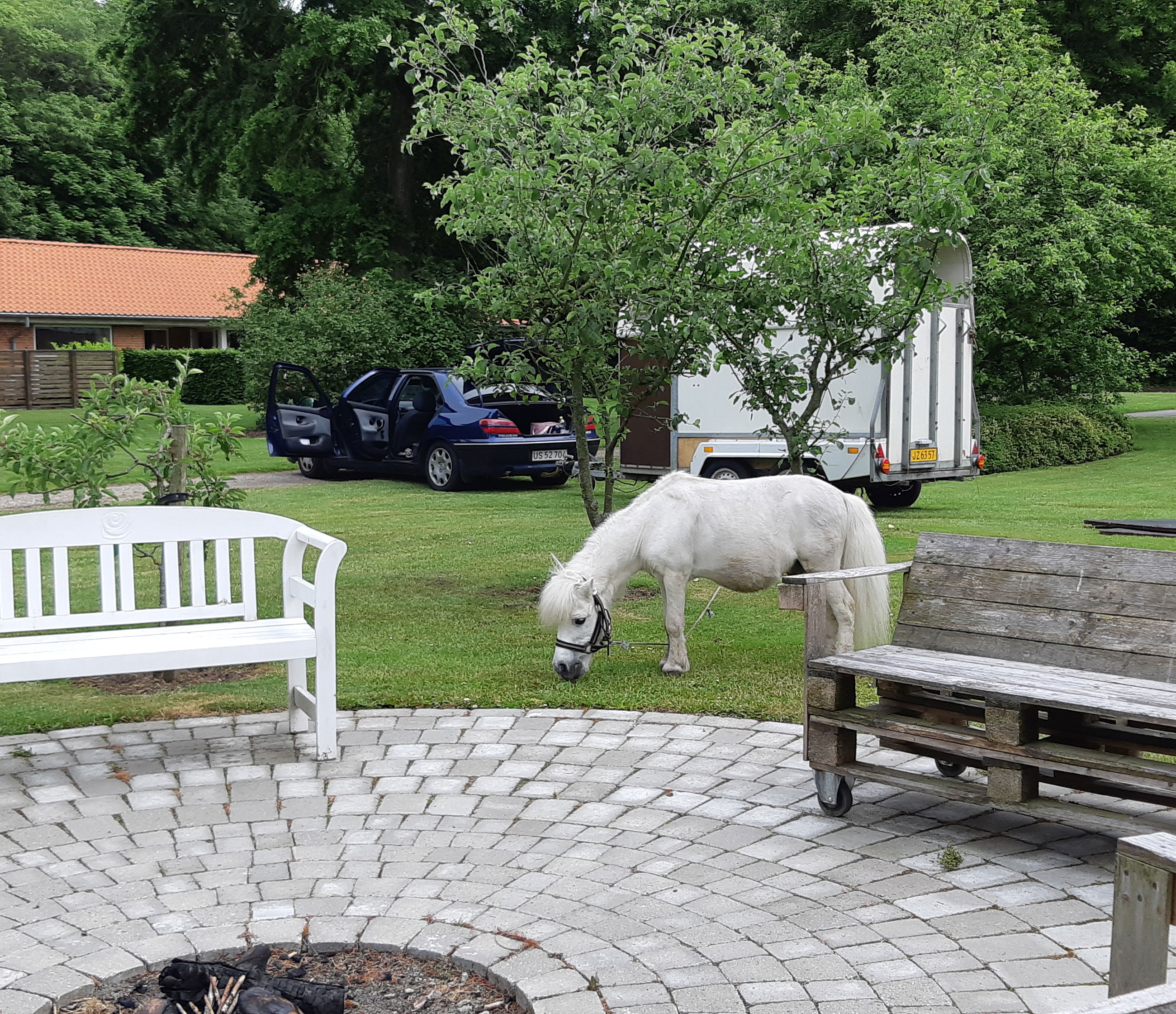 Hvid lille pony som tilhører cirkus græsser på græsplænen.