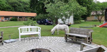 Hvid lille pony som tilhører cirkus græsser på græsplænen.