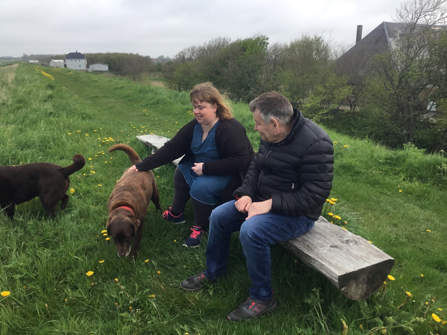To borgere sidder på en bænk, op af en høj rundt om dem er der to  store bunde labrador hunde og lidt højt græs med mælkebøtter i