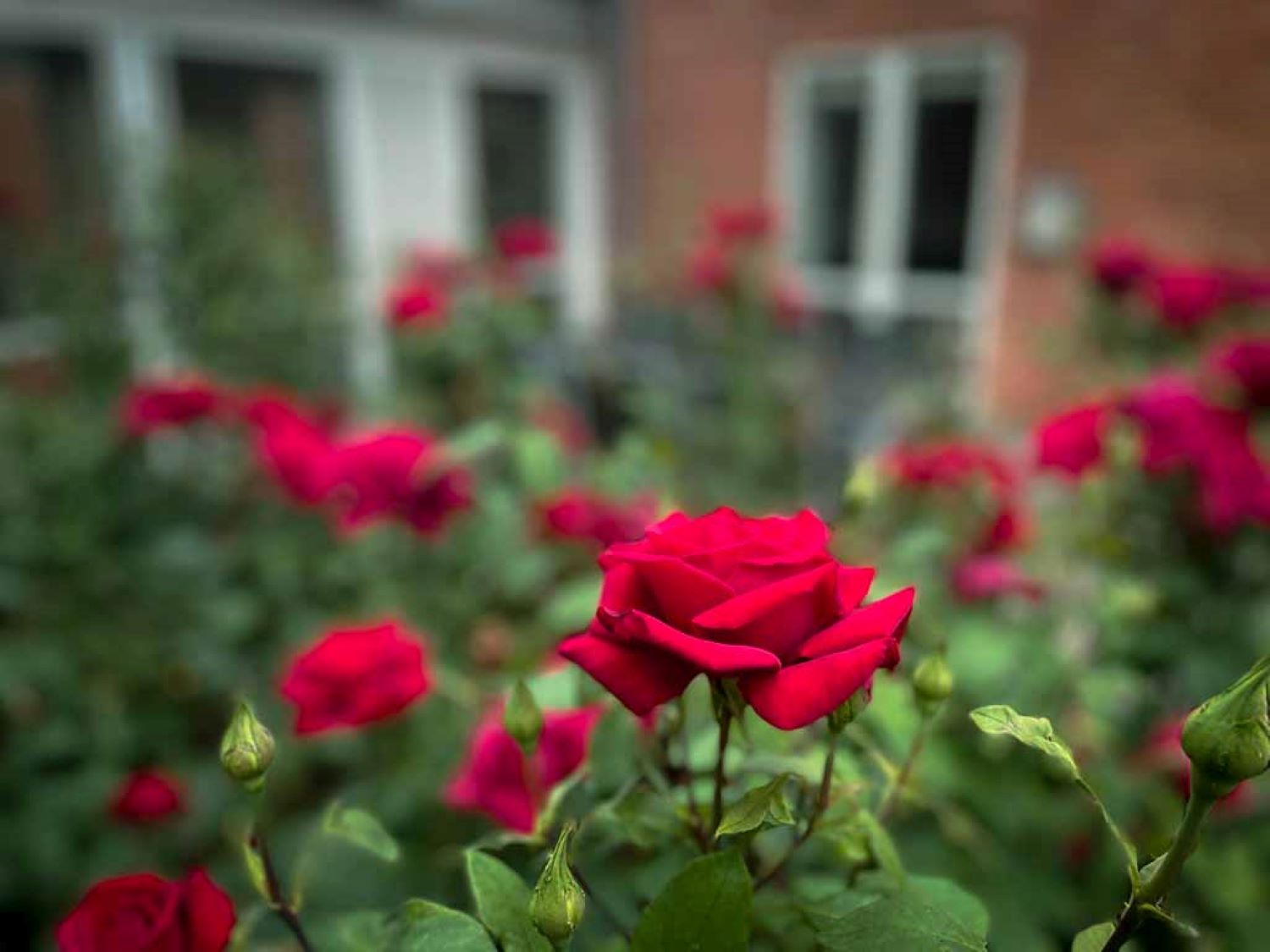 Blomserbed med røde roser og i baggrunder kan man ane huset, da billedet er let sløret.