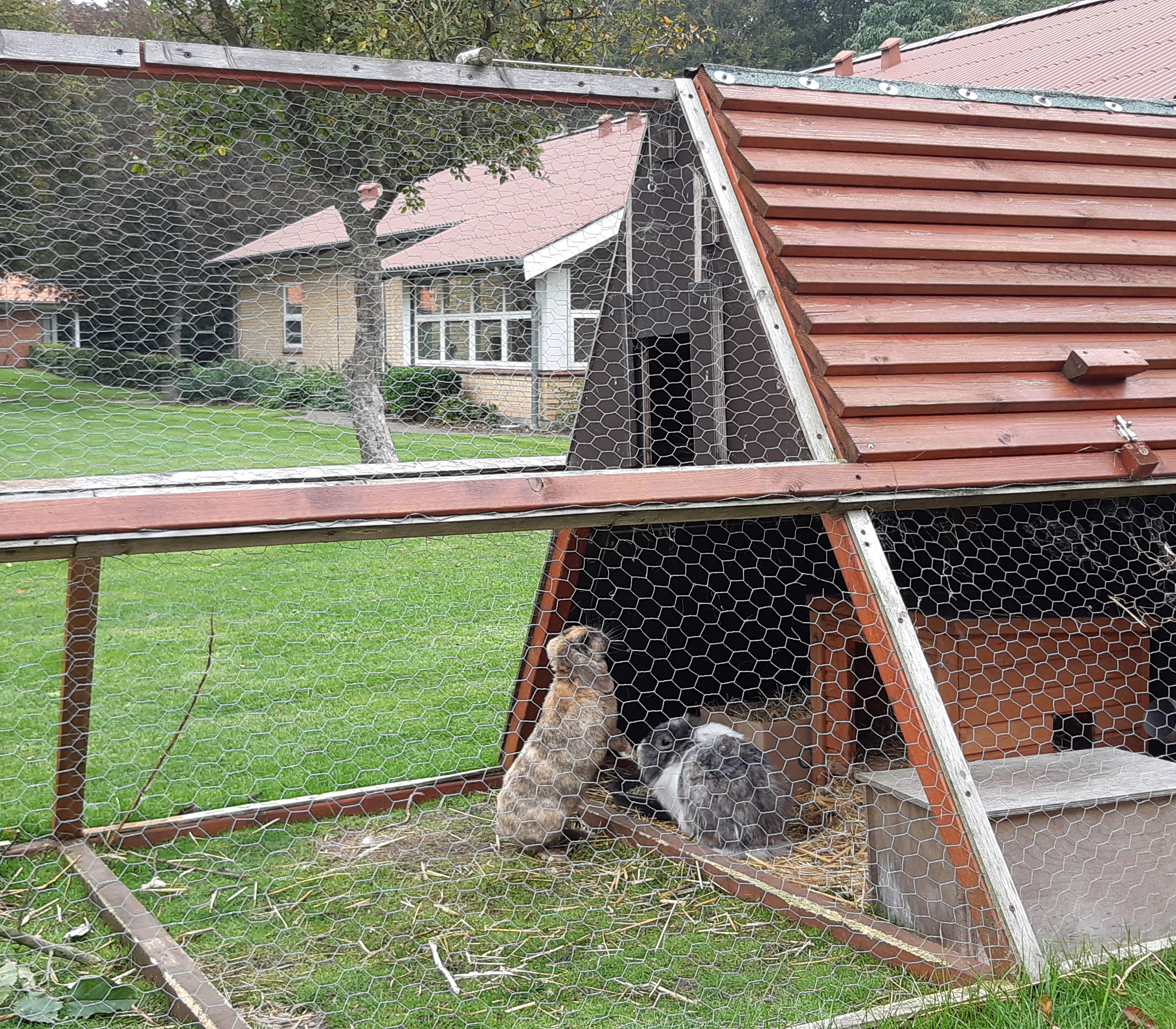 Ude i haven er der et kaninbur med en løbegård og der er nogle store kaniner inde i buret.