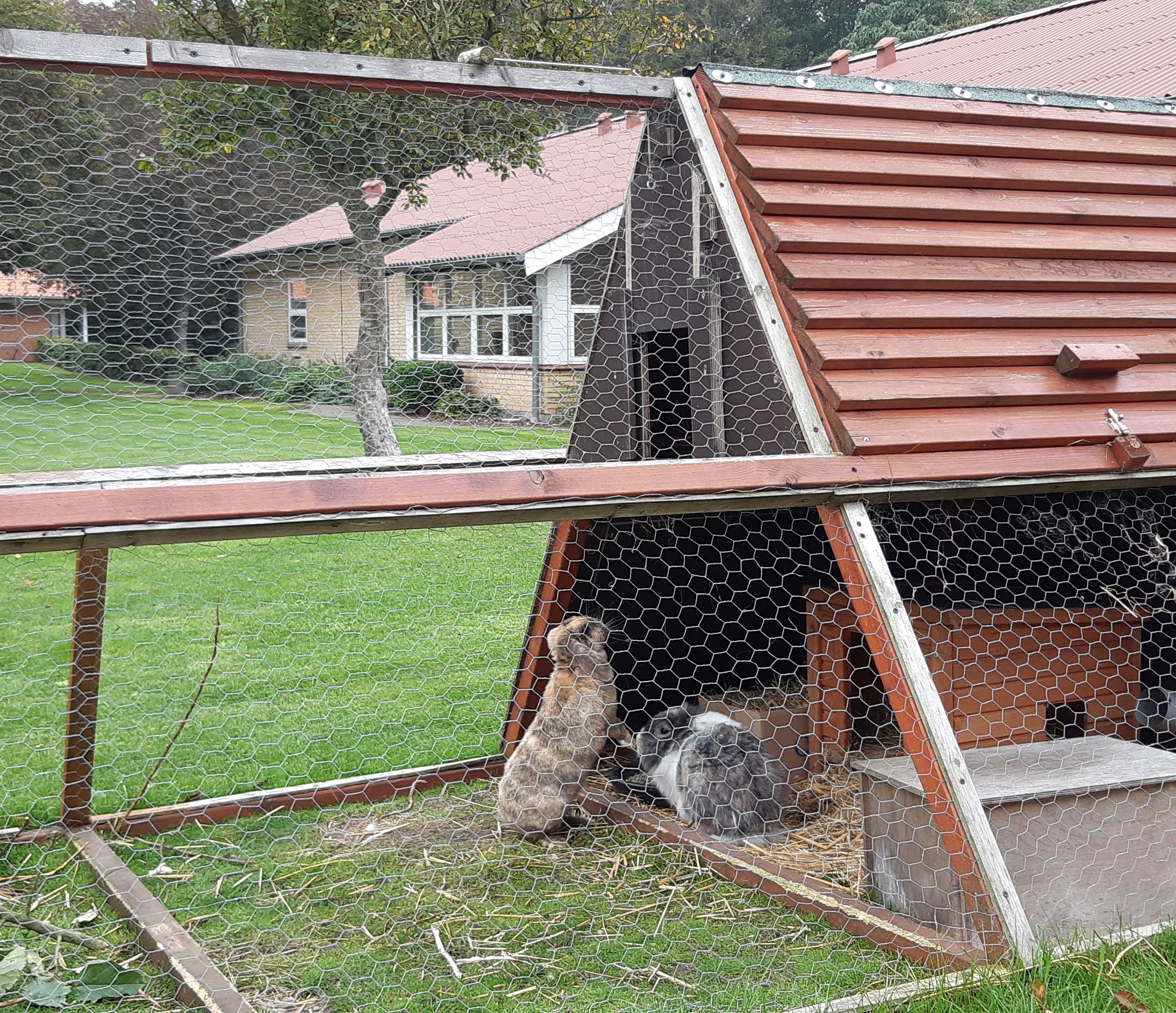 Ude i haven er der et kaninbur med en løbegård og der er nogle store kaniner inde i buret.