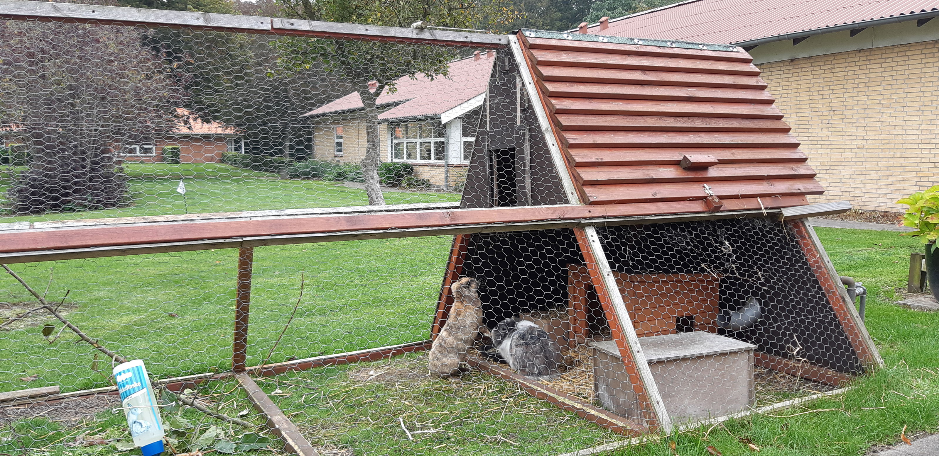 Ude i haven er der et kaninbur med en løbegård og der er nogle store kaniner inde i buret.