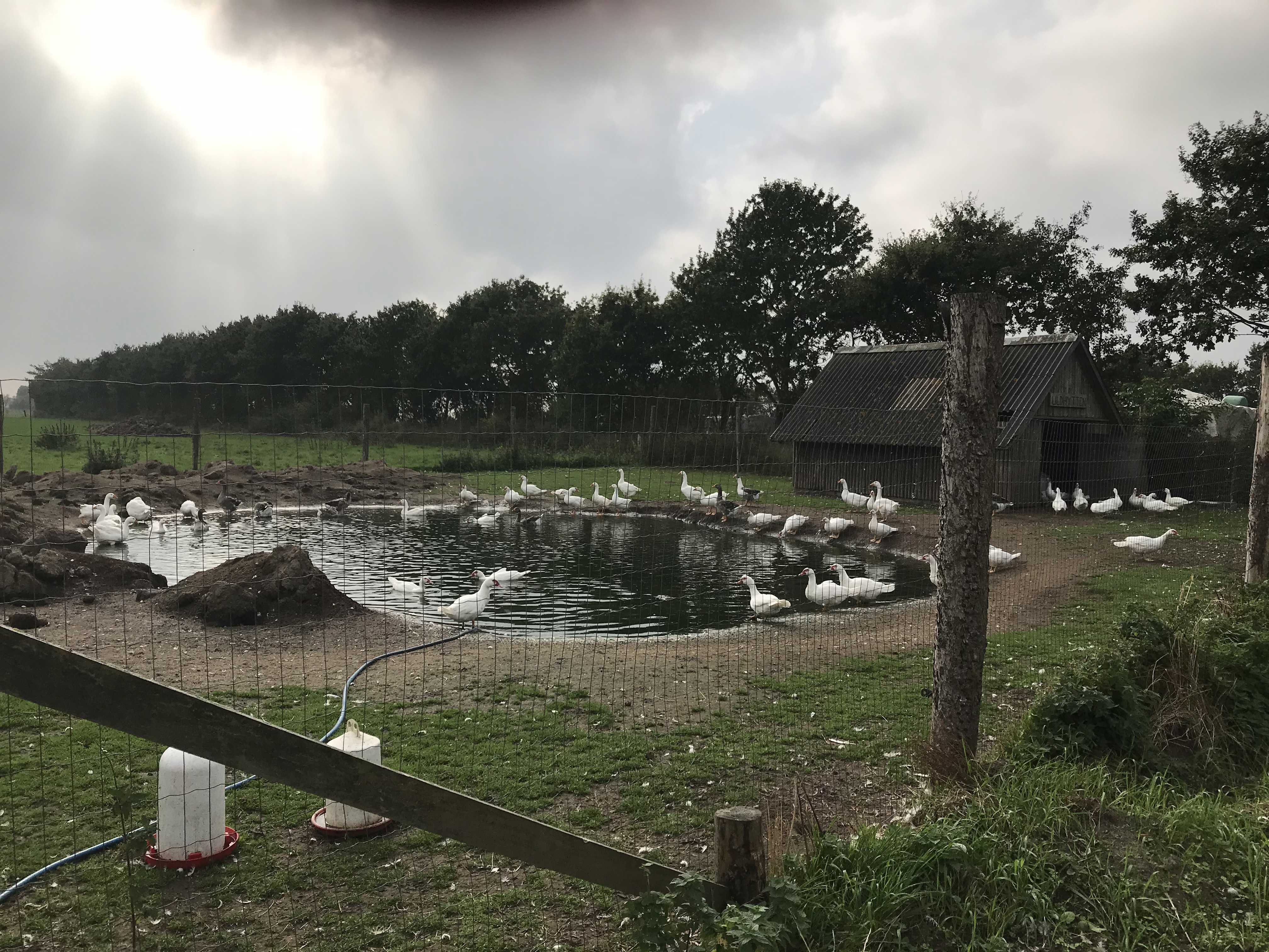 Andedam bag ved Lærkely, En dam med cirka 50 hvide ænder som er indhegnet af et højt trådnet og der et træhus i baggrunden.