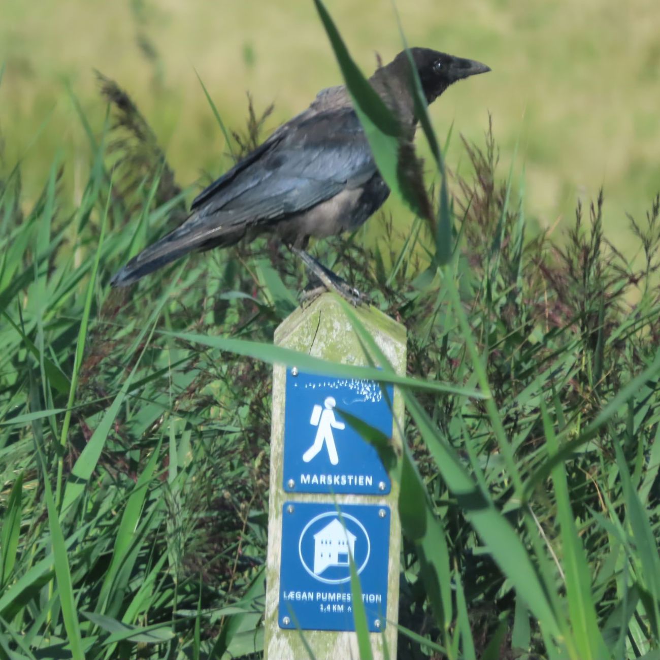 En krage sidder på en beton pæl med blå skilte hvor der står marskstien, omkring er der højt græs.