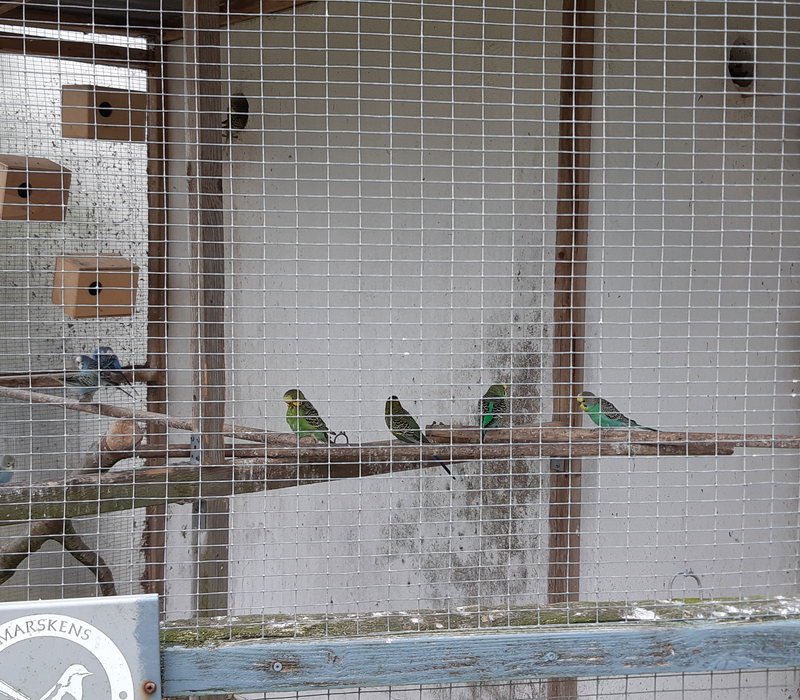 Fugle i et stort voliere.